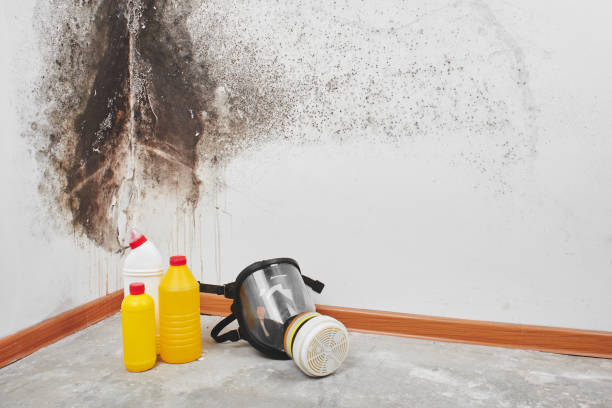 Professional Mold Remediation in Sparks, NV