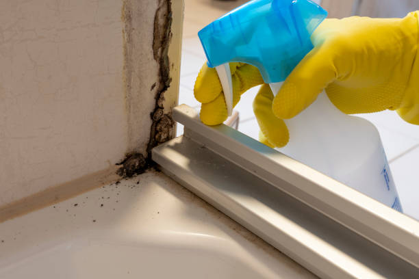 Best Attic Mold Remediation in Sparks, NV