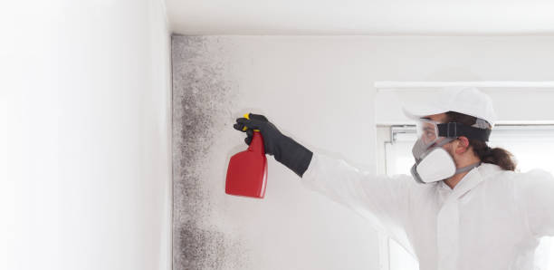 Best DIY Mold Remediation Support Services in Sparks, NV