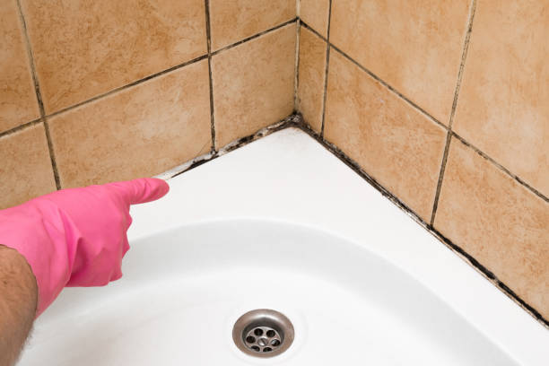 Best Bathroom Mold Remediation in Sparks, NV